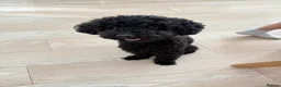 Toy Poodle dogs for sale: Male toy poodle for sale in New Malden - Advert 1