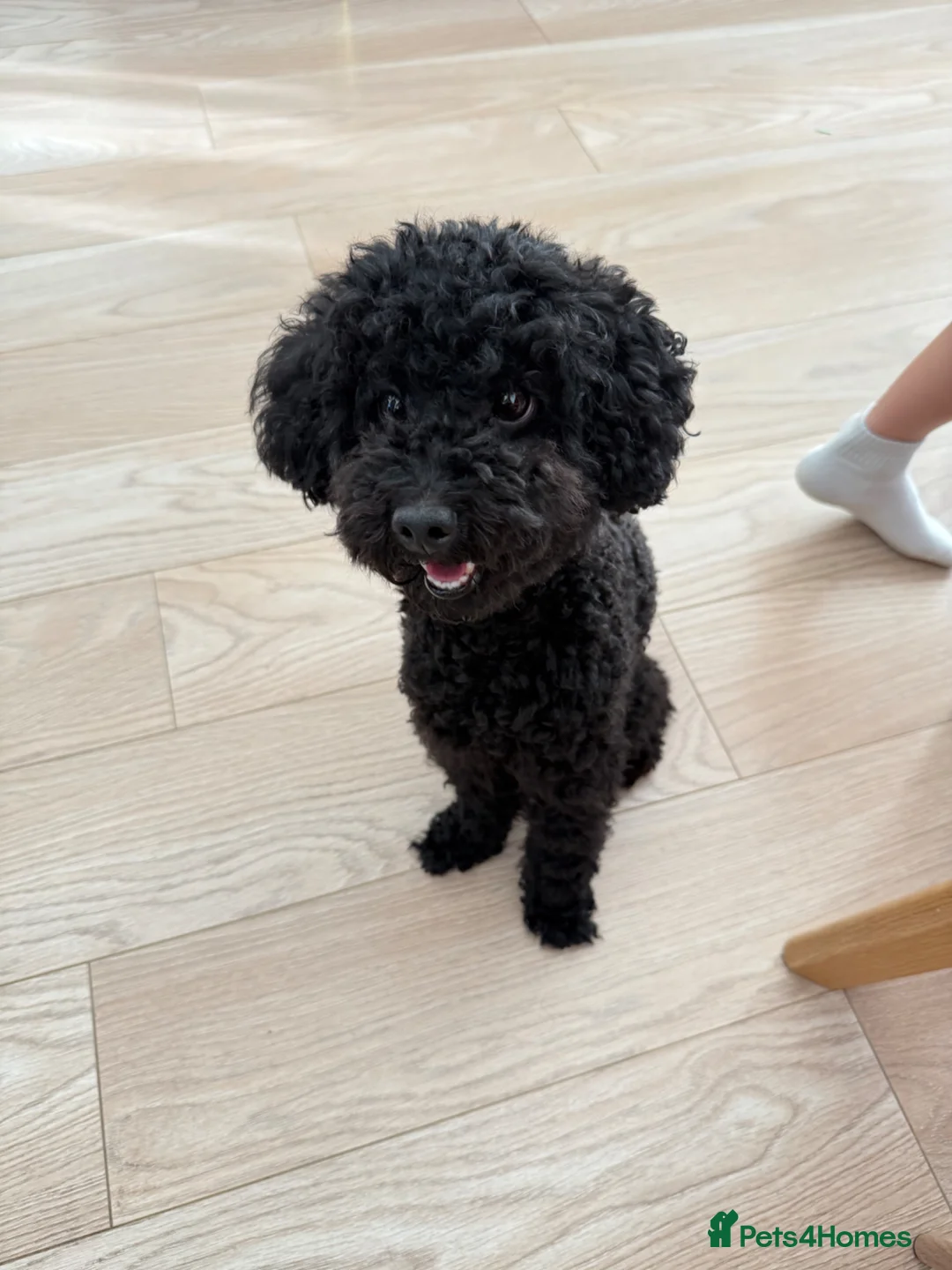 Toy Poodle dogs for sale: Male toy poodle for sale in New Malden - Advert 1
