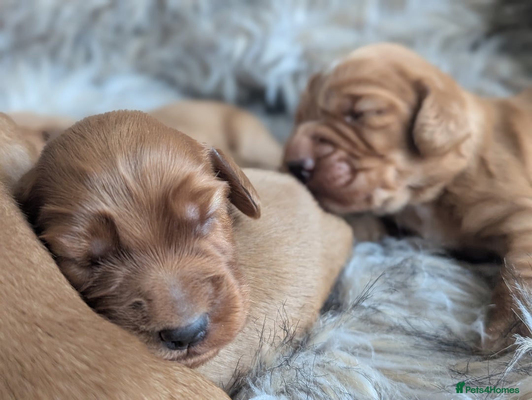 Cocker Spaniel dogs for sale: Deep Red Cocker Spaniel puppies for sale - Image 7