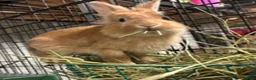 Mixed Breed rabbits for sale: 2 male lionhead x netherland dwarfs  in Cockermouth - Advert 2