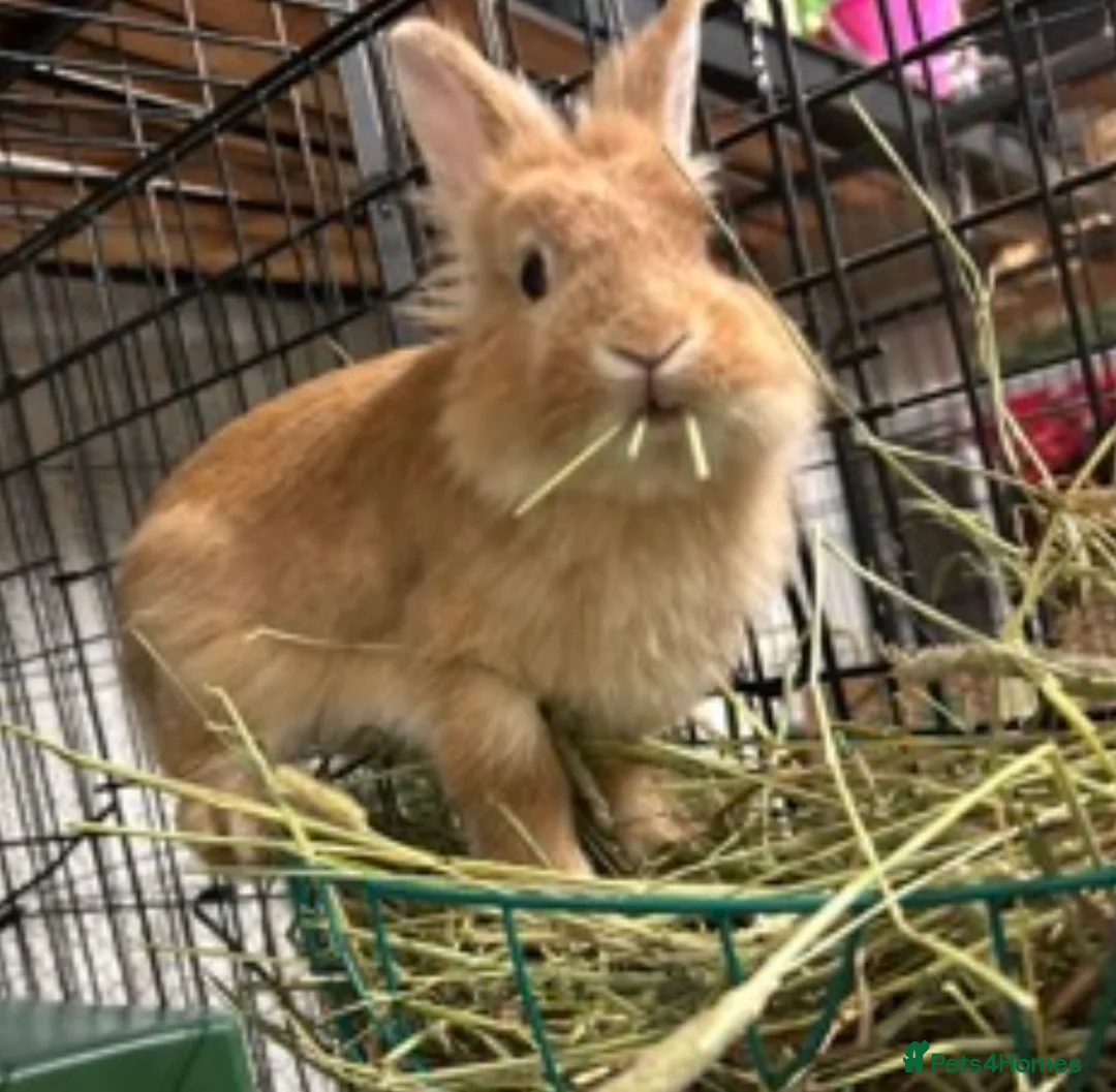 Mixed Breed rabbits for sale: 2 male lionhead x netherland dwarfs  in Cockermouth - Advert 2