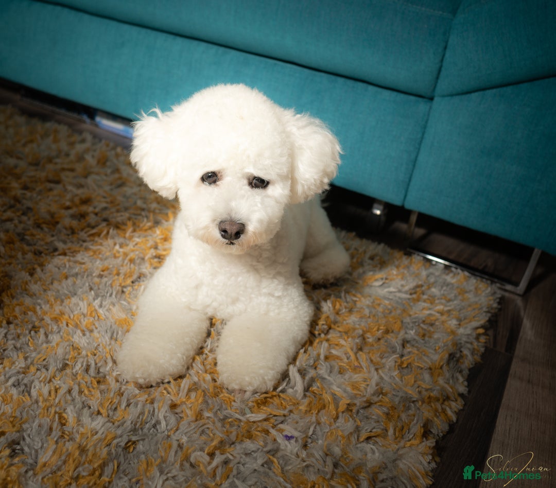 Bichon Frise dogs for sale: ✨ Bichon Frisé Puppies from Champion Bloodlines ✨ - Image 9