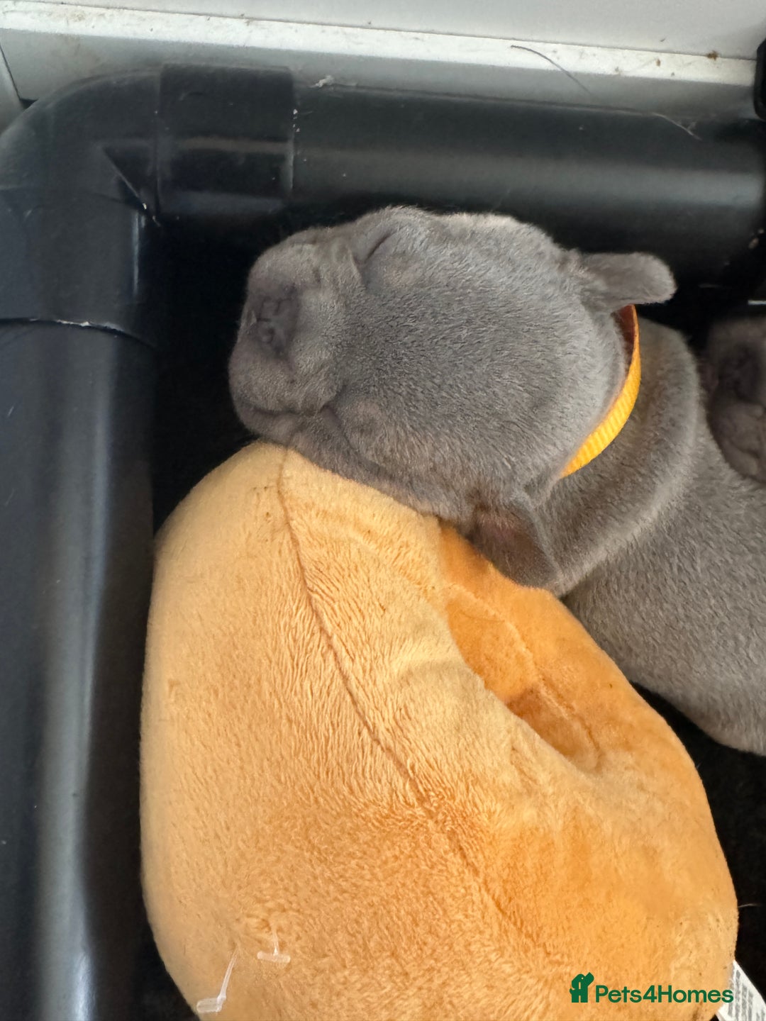French Bulldog dogs for sale: French bulldog puppies - Image 15