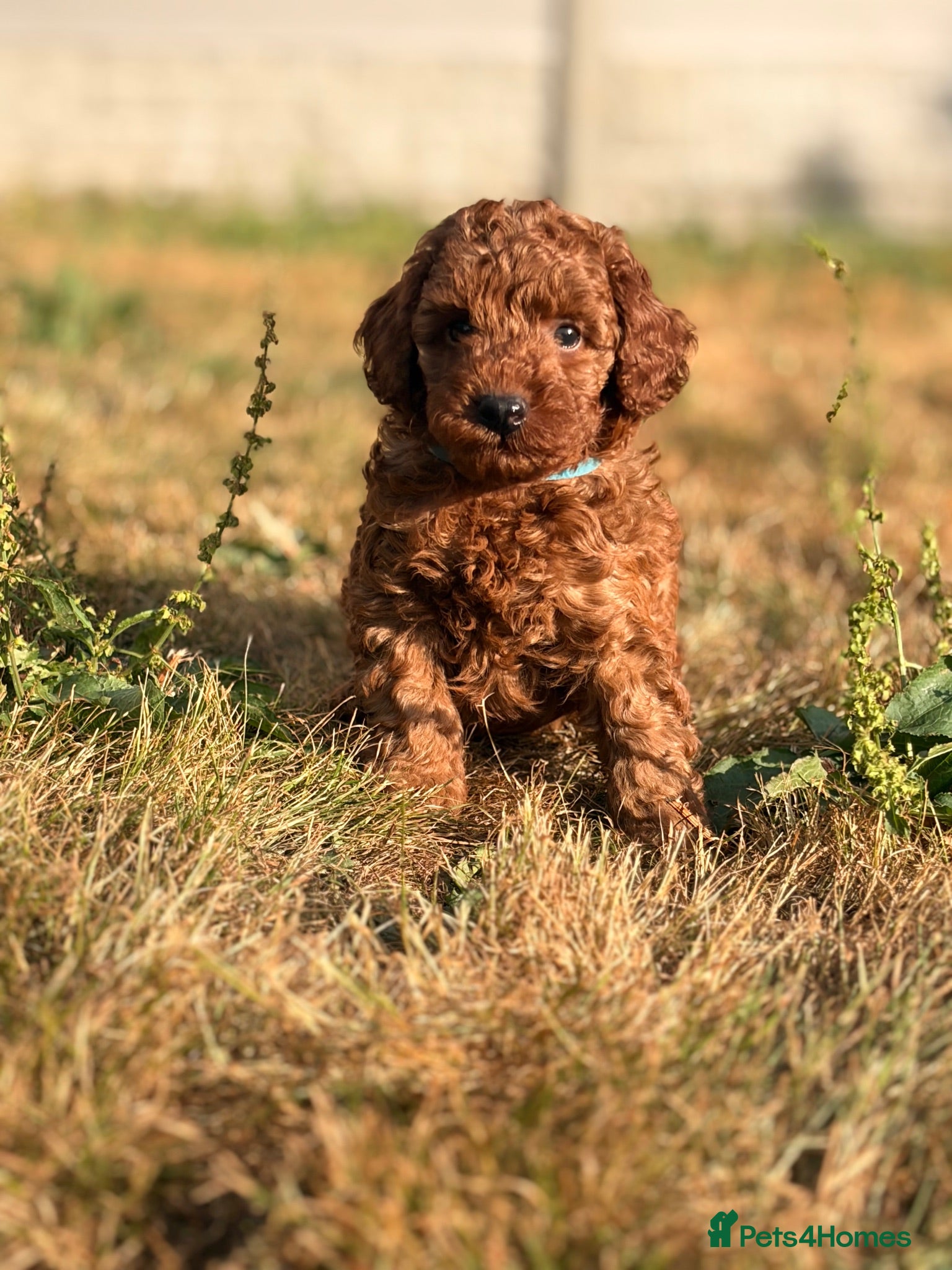 Toy Poodle dogs 🐾 KC register Red Toy Poodle Puppies 🐾  - Advert 2