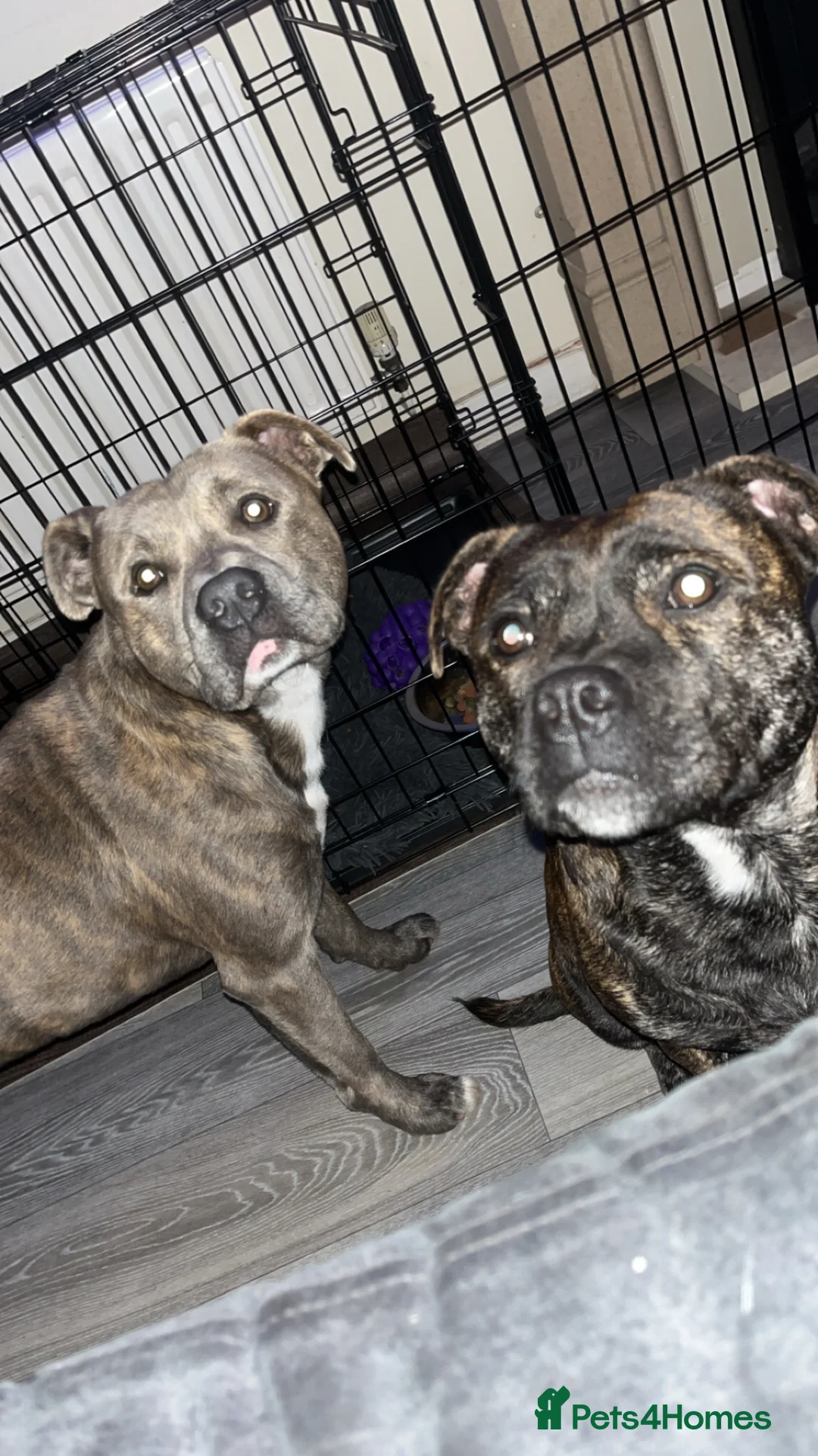 Staffordshire Bull Terrier dogs for sale: 2 year old staffy called seren  - Advert 2