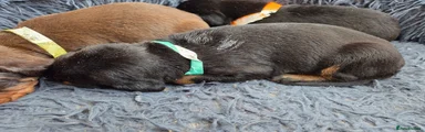 Dobermann 8