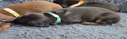 Dobermann dogs for sale: Healthy, happy Dobermann puppies available - Advert 9