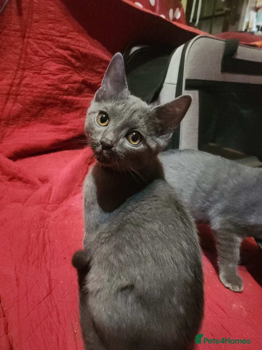 Chartreux cats for sale: French Chartreux - Passport, Affection and Health in Dundee - Advert 2