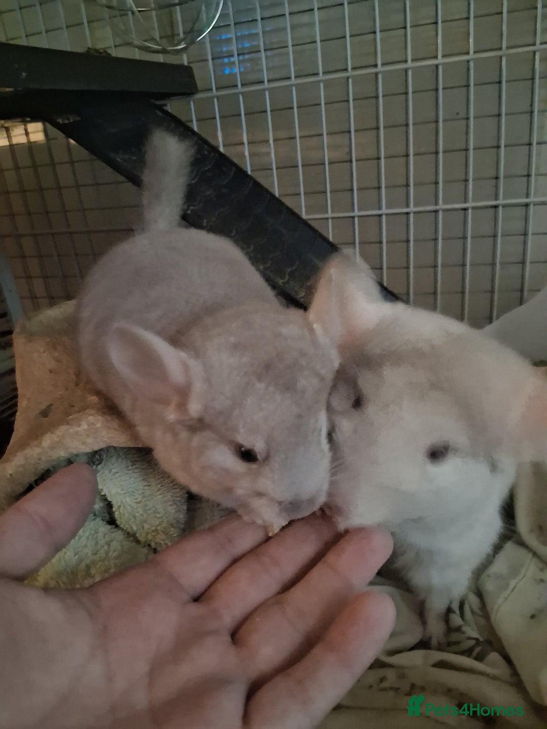 Chinchilla rodents for sale: 2 Lovely Kits available January 2026 - Advert 3