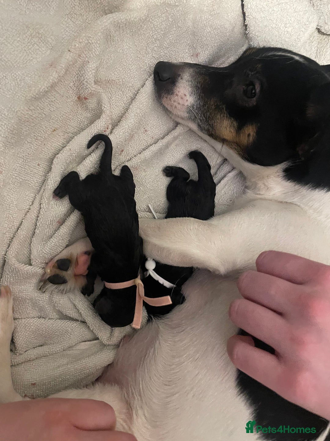 Jack Russell dogs for sale: Jack Russell Puppies - Advert 5