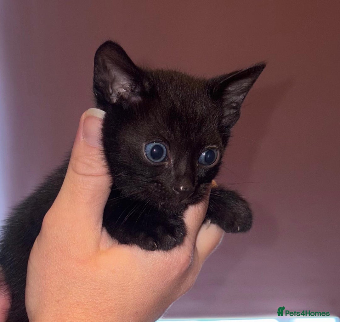 Bengal cats for sale: Black and charcoal Bengal kittens  - Image 3