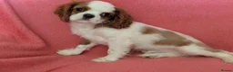 Cavalier King Charles Spaniel dogs for sale: Gorgeous Cavalier King Charles Spaniel puppies - Advert 10