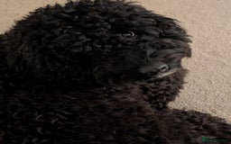 Mixed Breed dogs for sale: Female Lakipoo needs new home of her own - Image 5