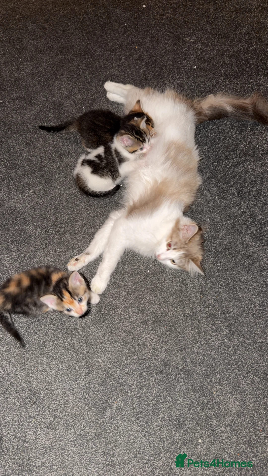Ragdoll cats for sale: Male kitten ragdoll  in Calne - Advert 2