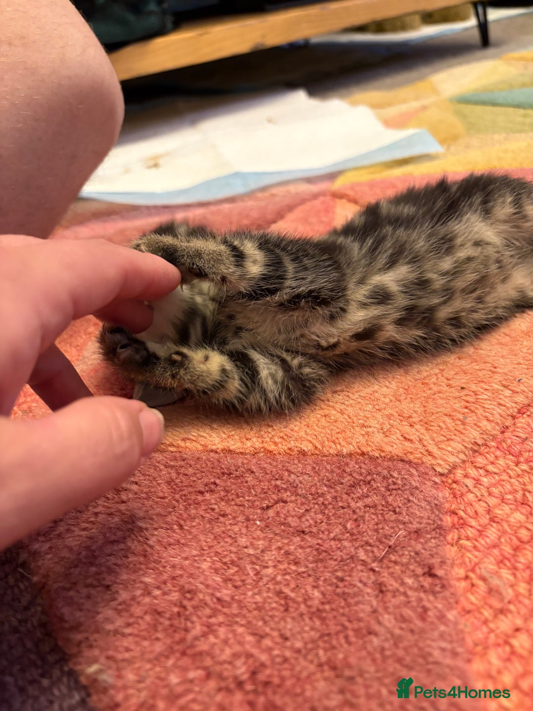 Bengal cats for sale: Beautiful Bengal x tabby 2 girls available  - Image 7