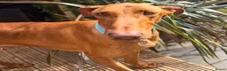 Mixed Breed dogs for adoption: Robbie - Spanish Podenco - Advert 10