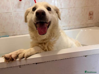 Mixed Breed dogs Paloma - Norwich Norfolk - Advert 1