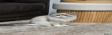 Ragdoll 1
