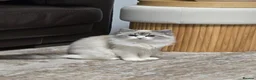 Ragdoll cats for sale: Tica Pedigree Ragdolld - Advert 6