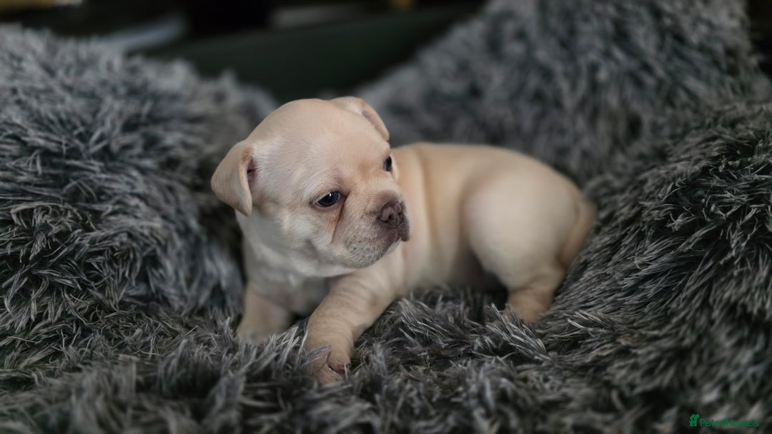 Mixed Breed dogs for sale: French bulldog x Chihuahua puppies - Image 8