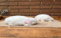 Mini Lop rabbits for sale: 2 REW mini lop does - Image 2