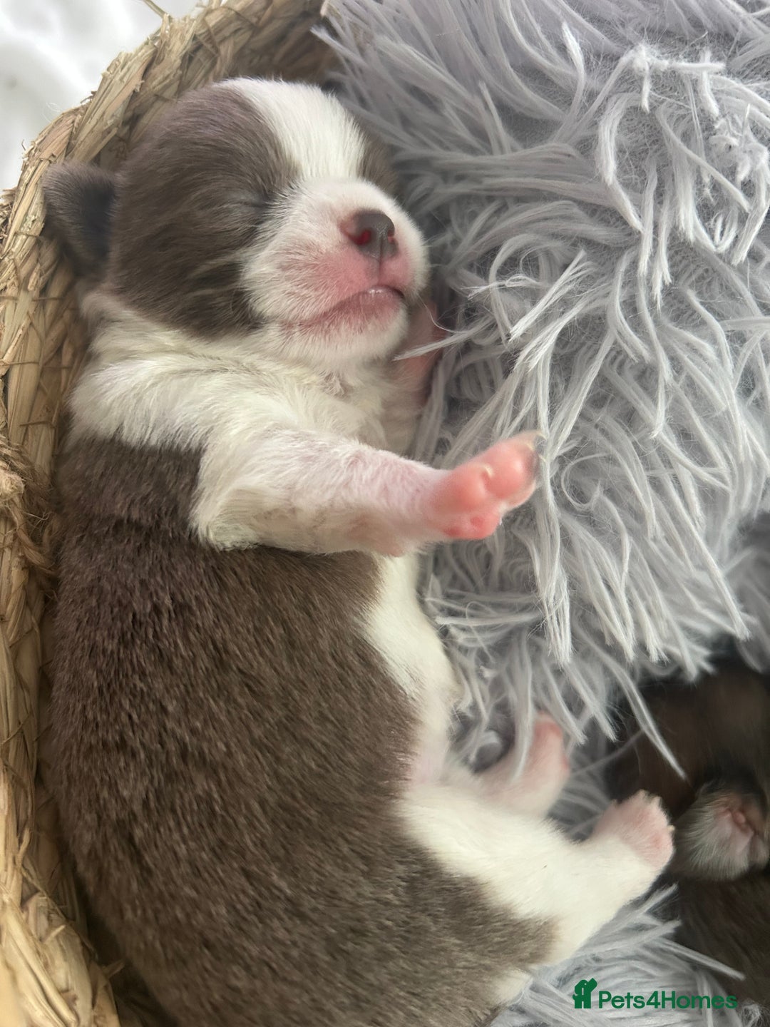 Chihuahua dogs for sale: 🔥🔥stunning chihuahua pups🔥🔥 - Image 5