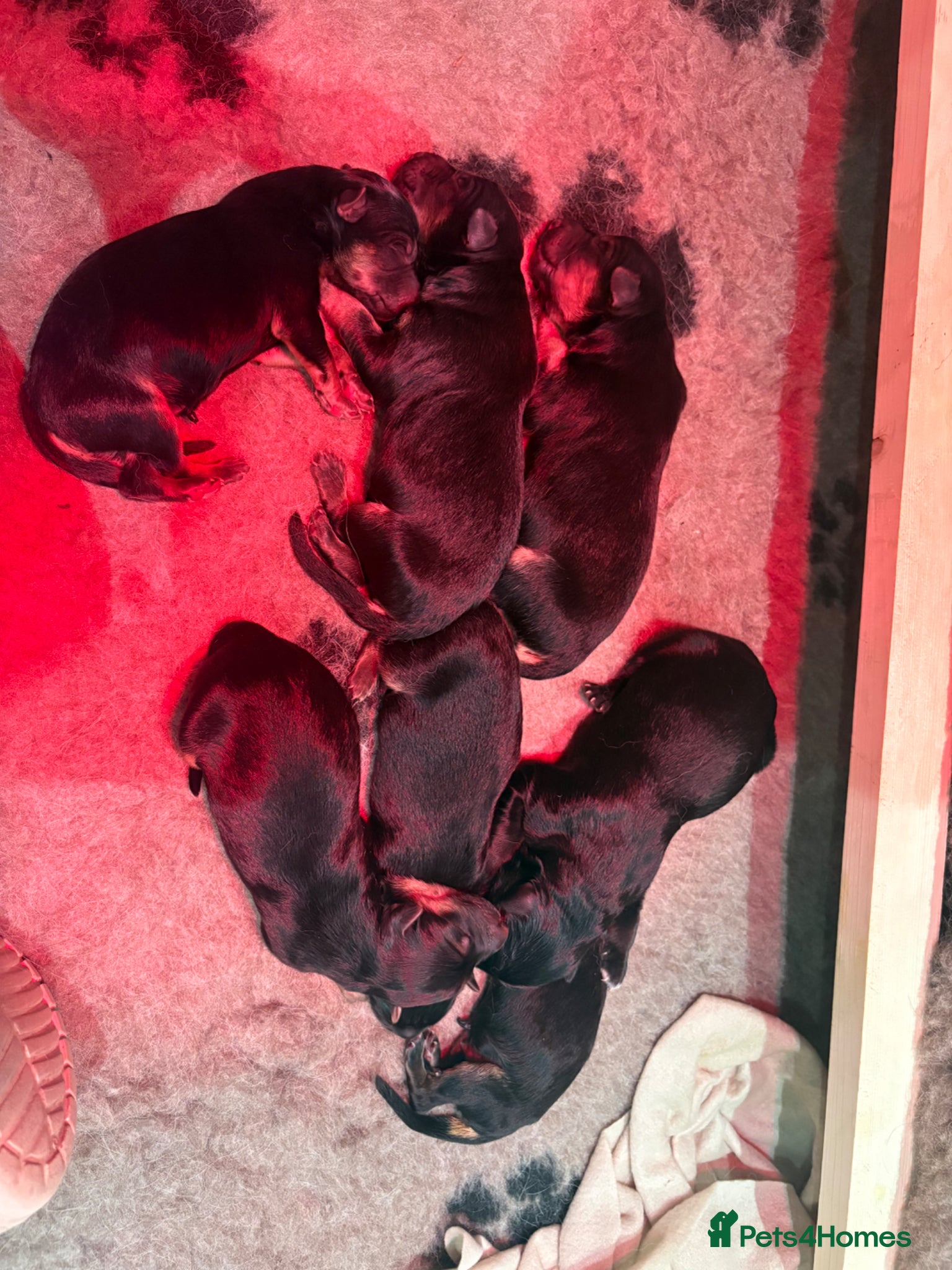 German Shepherd dogs 7 beautiful pups - Advert 2