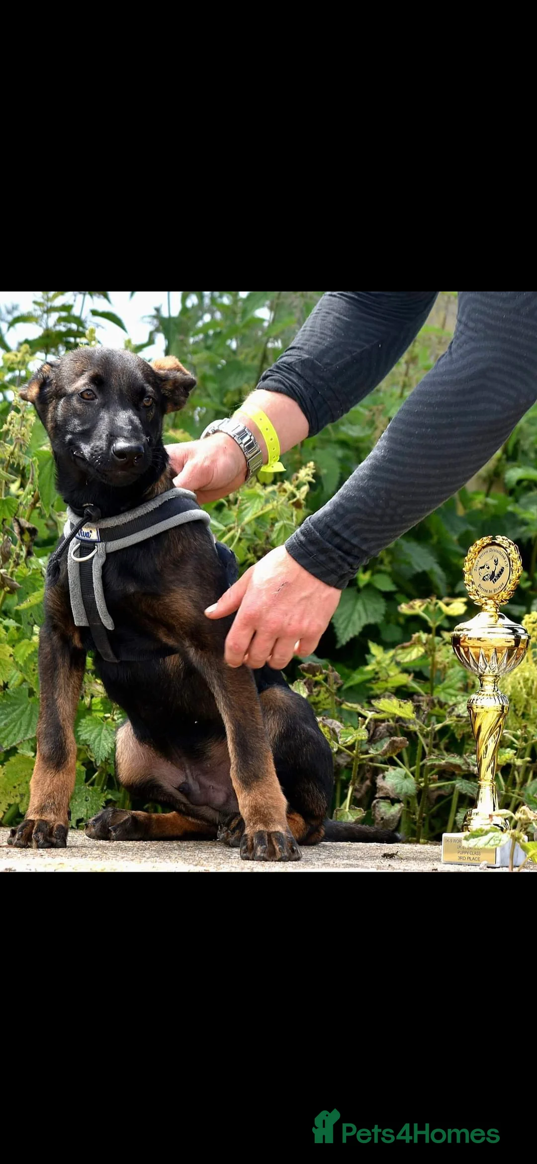 Mixed Breed dogs for sale: Reduced bullherders proven lines  - Advert 26