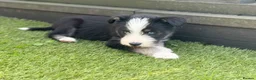 Mixed Breed dogs for sale: Labradoodle × Siberian Husky Puppies - Advert 20