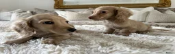 Miniature Dachshund dogs for sale: 👑✨MINI LONG HAIRED CREAMS✨👑 KC ✨ HEALTH TESTED ✨ - Advert 8
