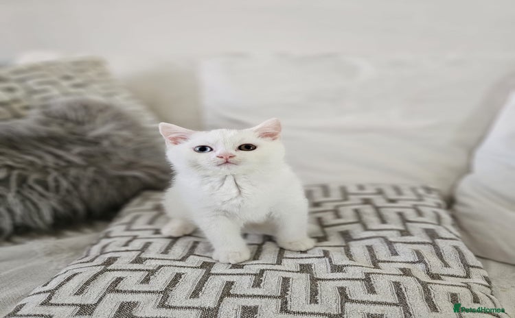 British Shorthair cats for sale in Wallingford - Advert 8