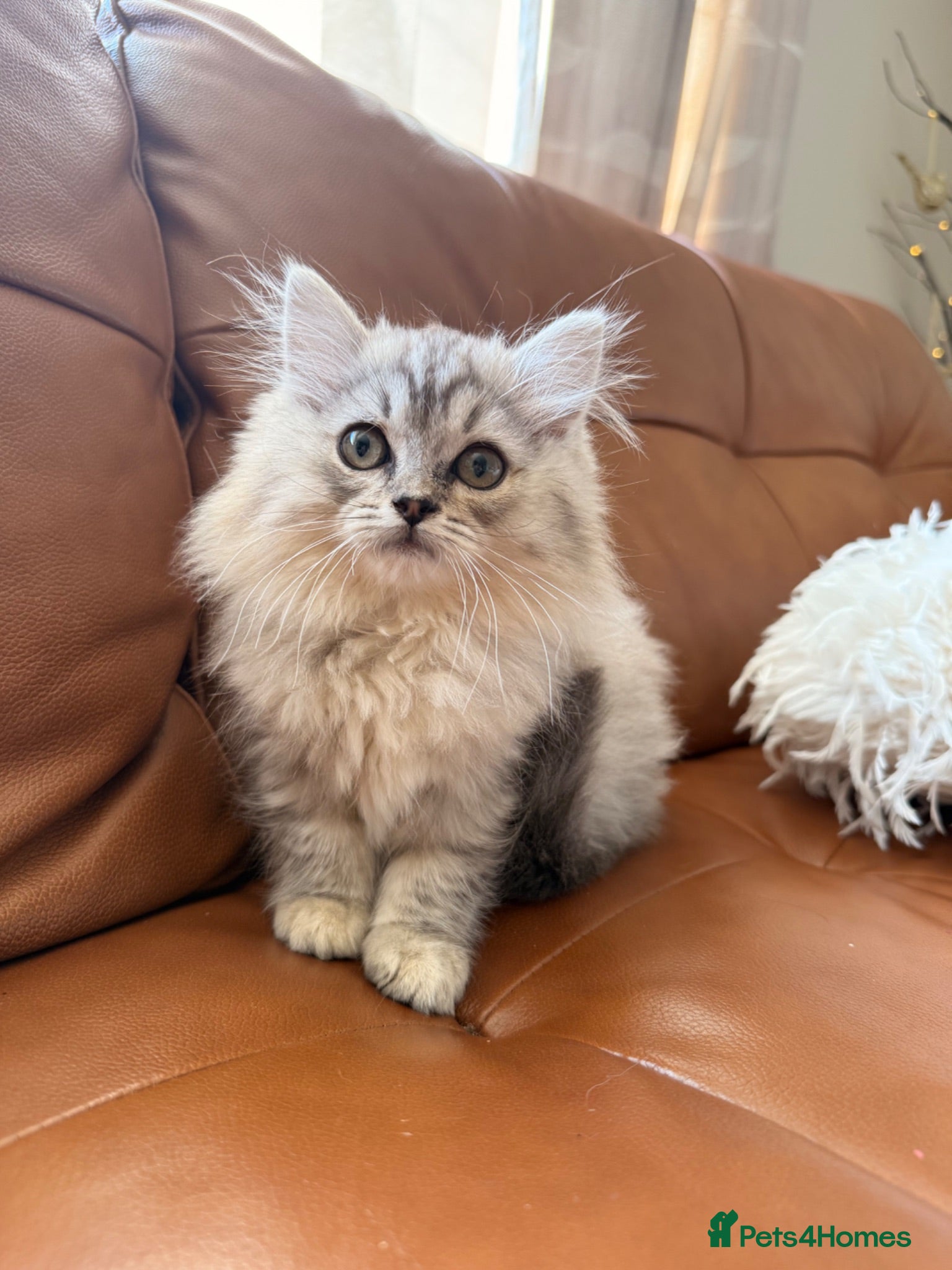 British Shorthair cats Beautiful fluffy show class kittens - Advert 1