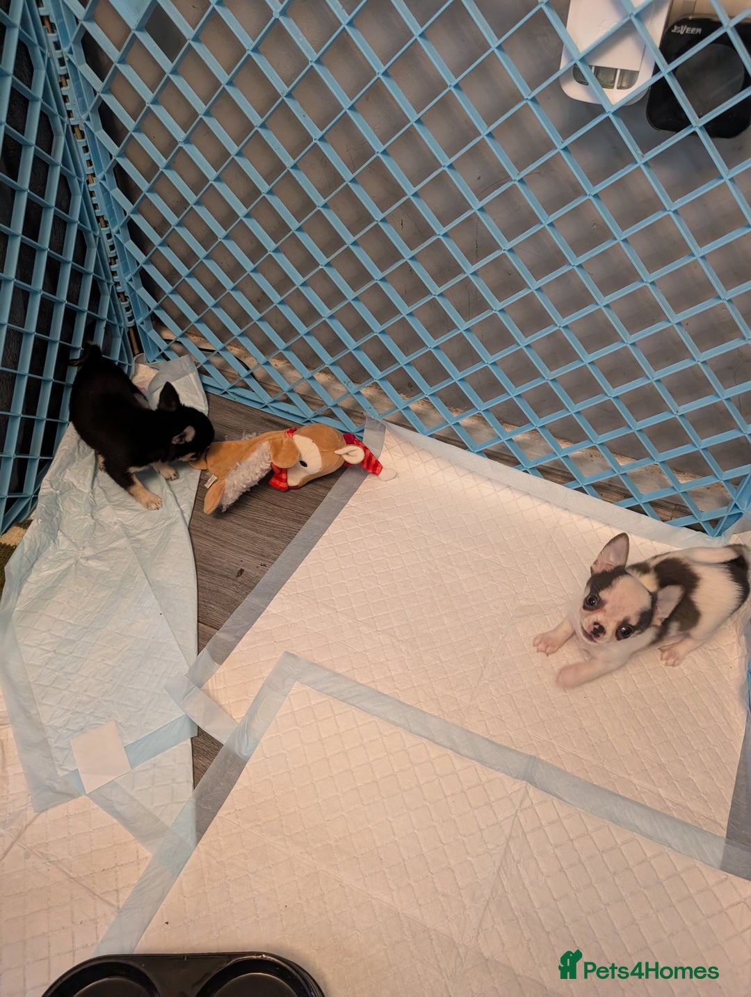 Chihuahua dogs for sale: Show potential smooth coat Chihuahuas  - Advert 6