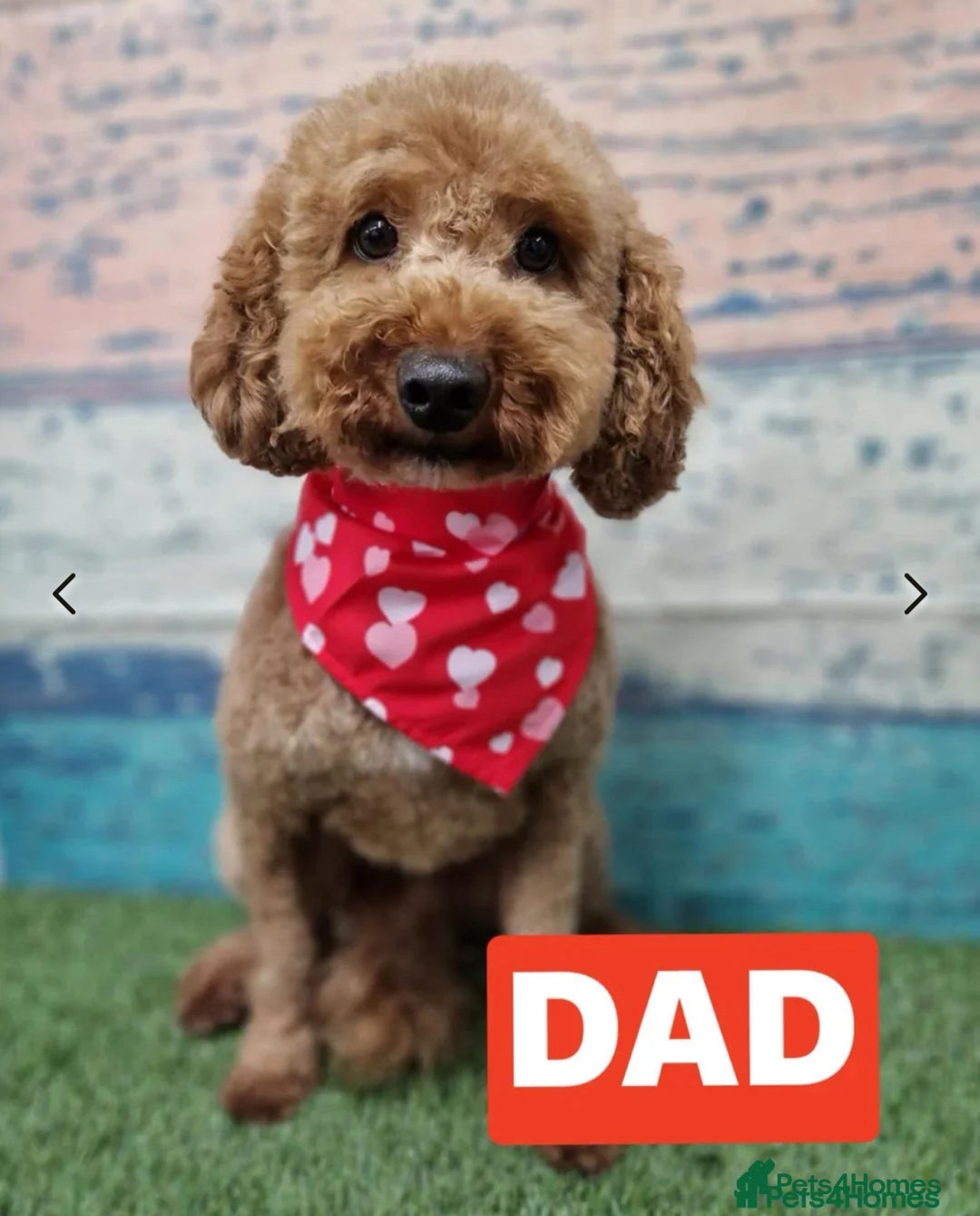 Cavapoo dogs for sale: Real Life Teddy Bears, Cavapoo babies  - Image 17