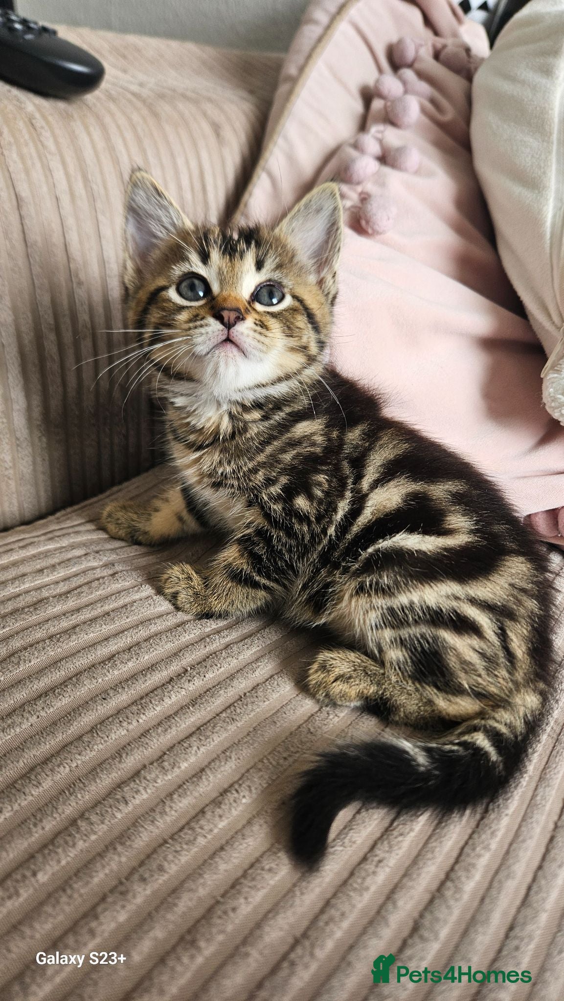 Mixed Breed cats Beautiful female cat looking for a home. - Advert 7