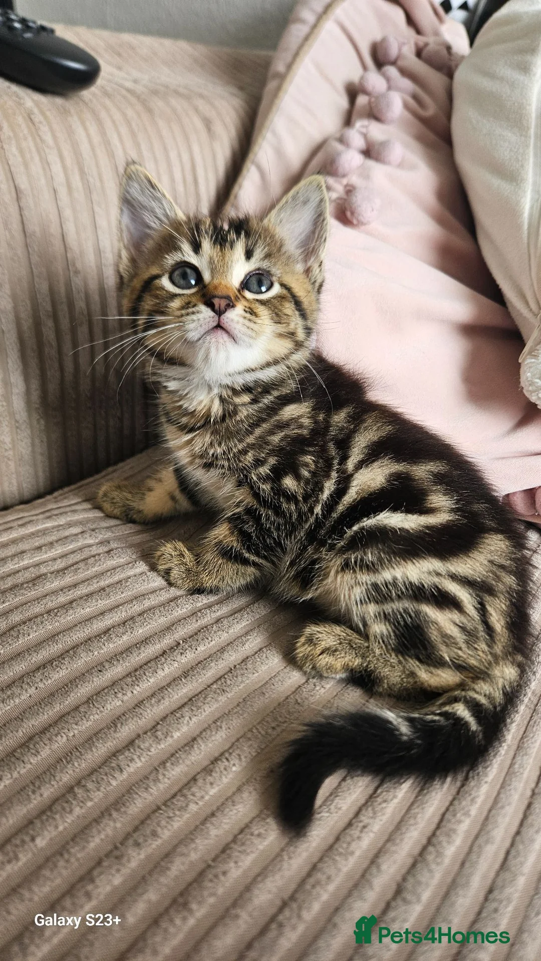 Mixed Breed cats for sale: Beautiful female cat looking for a home. - Advert 1