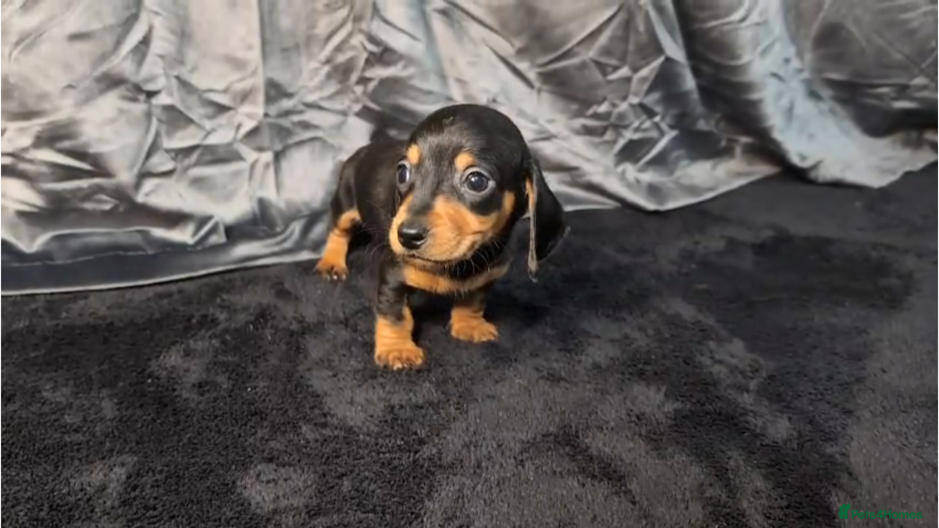 Miniature Dachshund dogs KC registered Smooth Hair Mini Dachshund Puppies  - Advert 4