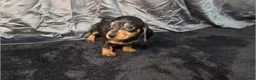 Miniature Dachshund dogs for sale: KC Reg Smooth Hair Mini Dachshund Puppies  - Advert 1