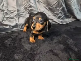 Miniature Dachshund dogs KC registered Smooth Hair Mini Dachshund Puppies - Advert 4