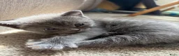 British Shorthair cats for sale: Female British short hair ready to go now 11weeks  - Advert 5