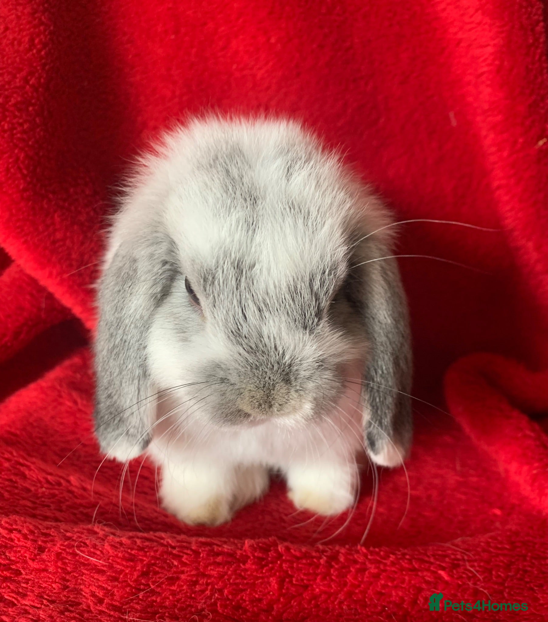 Mini Lop rabbits Gorgeous Pure Mini Lop Rabbits  - Advert 1