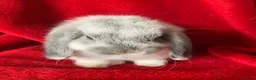Mini Lop rabbits for sale: Gorgeous Pure Mini Lop Rabbits  - Advert 1