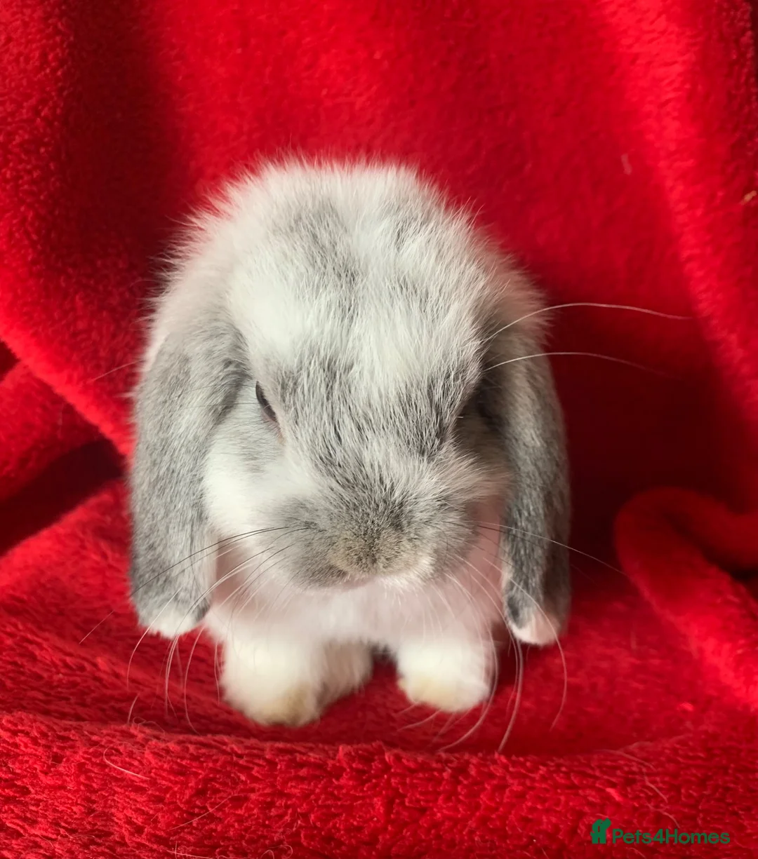 Mini Lop rabbits for sale: Gorgeous Pure Mini Lop Rabbits  - Advert 1