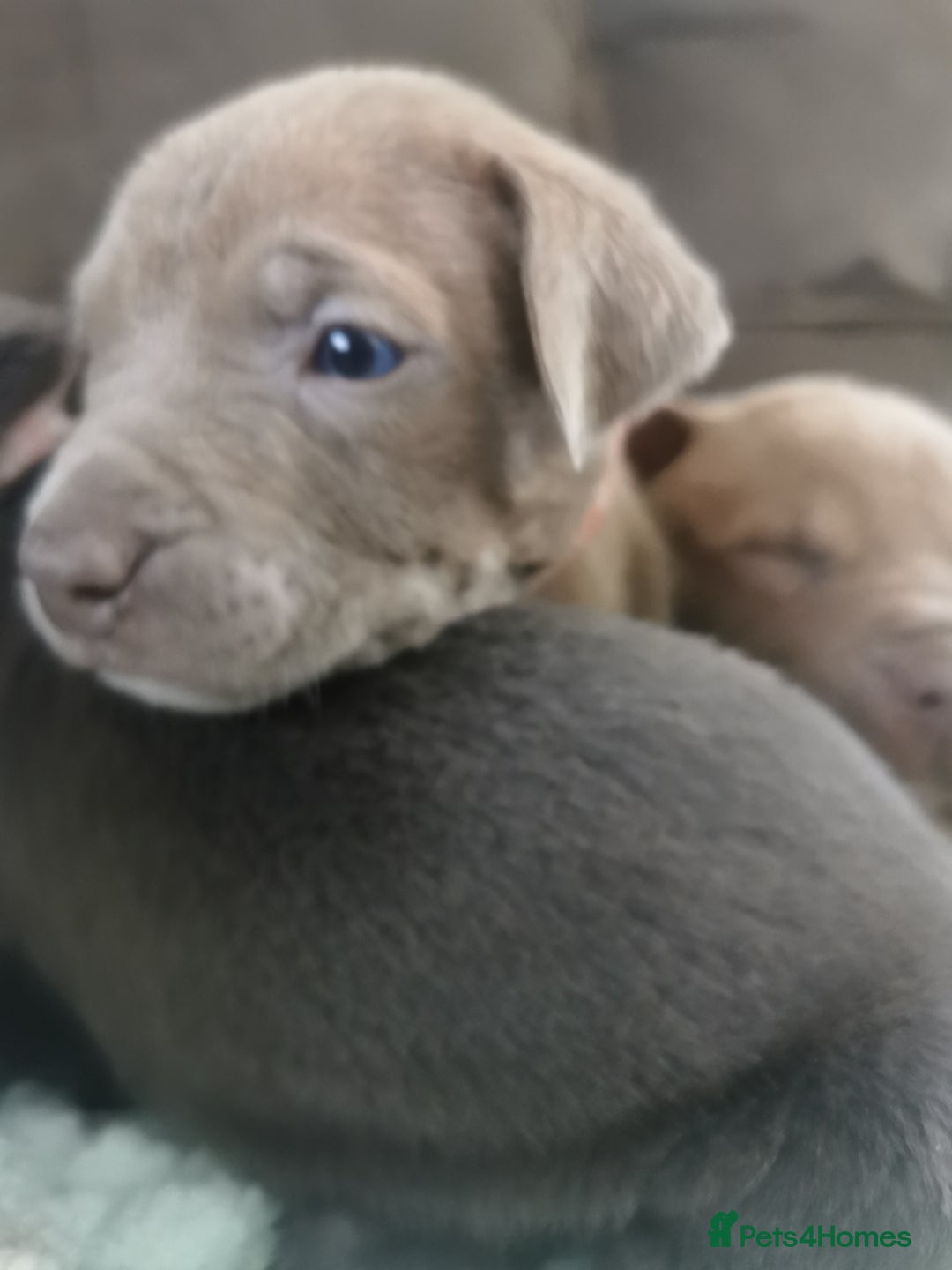 Cane Corso dogs for sale: Cane corso puppies - Advert 7