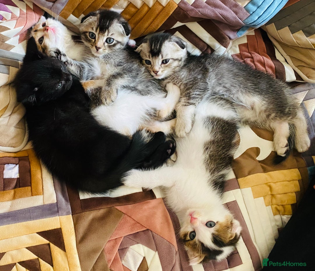 Scottish Fold cats for sale: Adorable 8 weeks old Scottish fold kittens! - Image 1