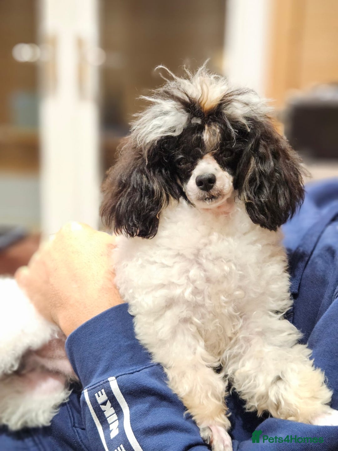 Cavapoo dogs for sale: 2 beautiful females needing a forever home ASAP!!! - Image 11
