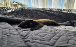 Mixed Breed cats for sale: Scottish Fold Kittens! Ready for loving home - Image 18
