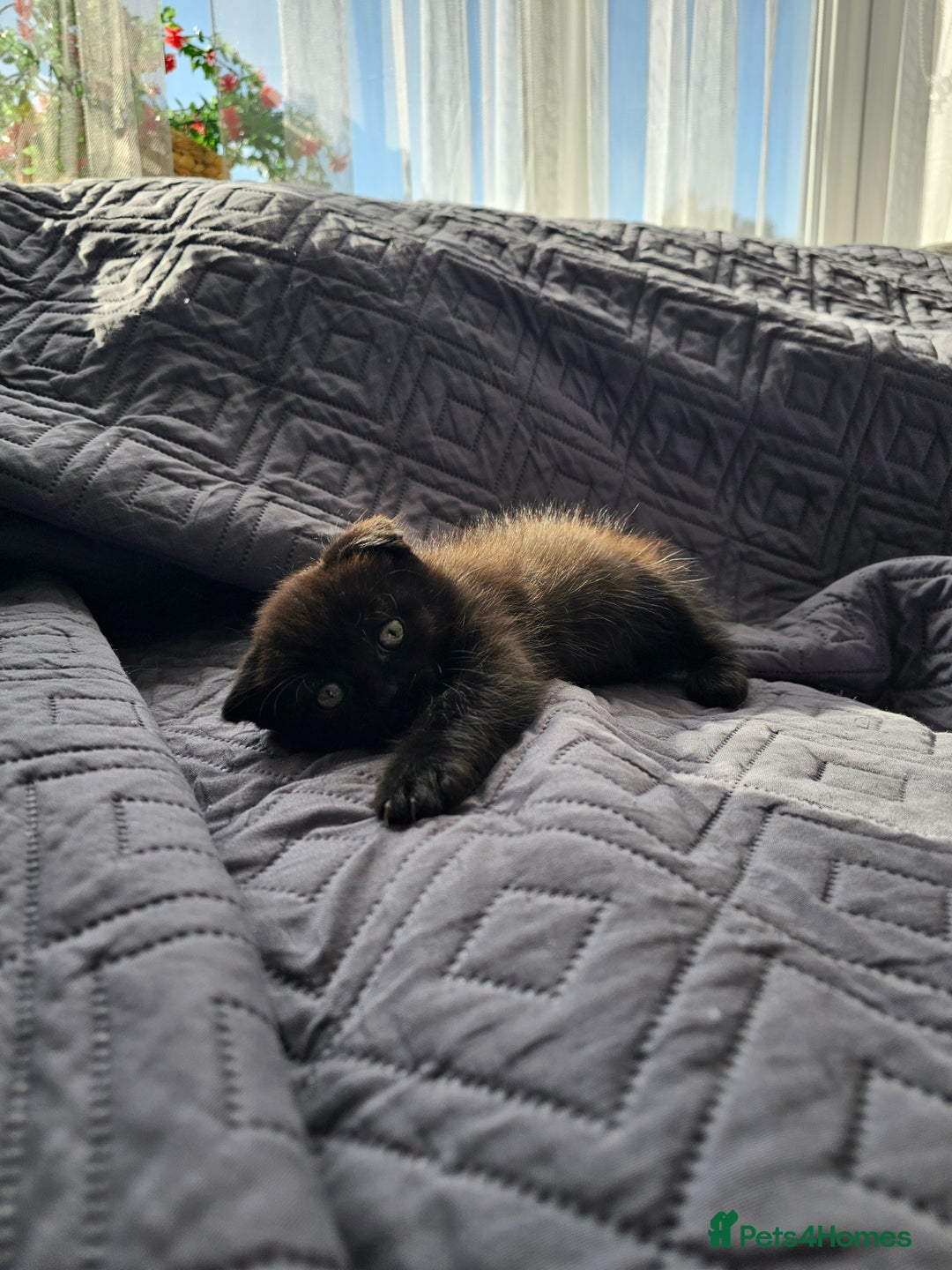Mixed Breed cats for sale: Scottish Fold Kittens! Ready for loving home - Image 18