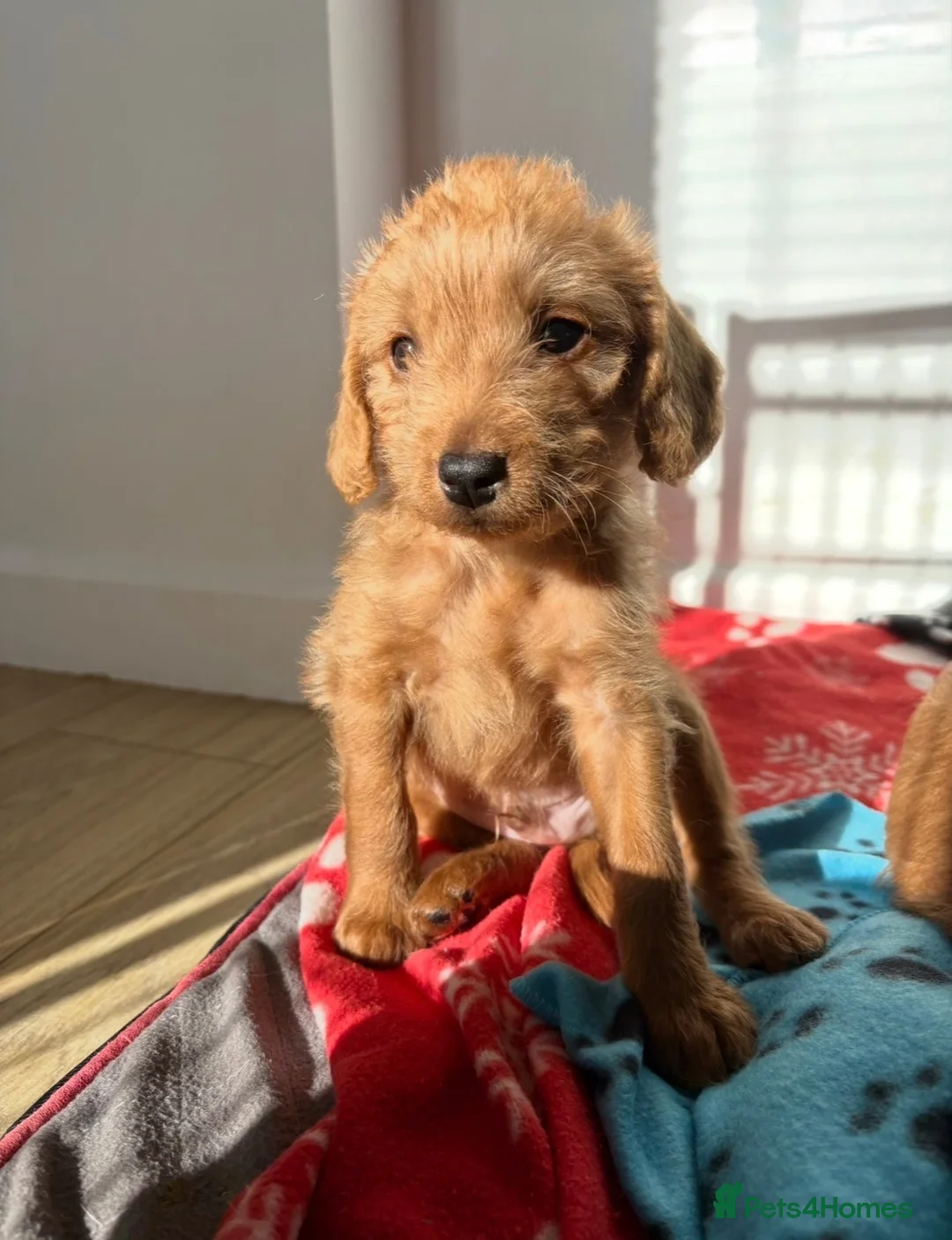 Labradoodle dogs for sale: Fully Health Tested F1 Miniature Labradoodles - Advert 4