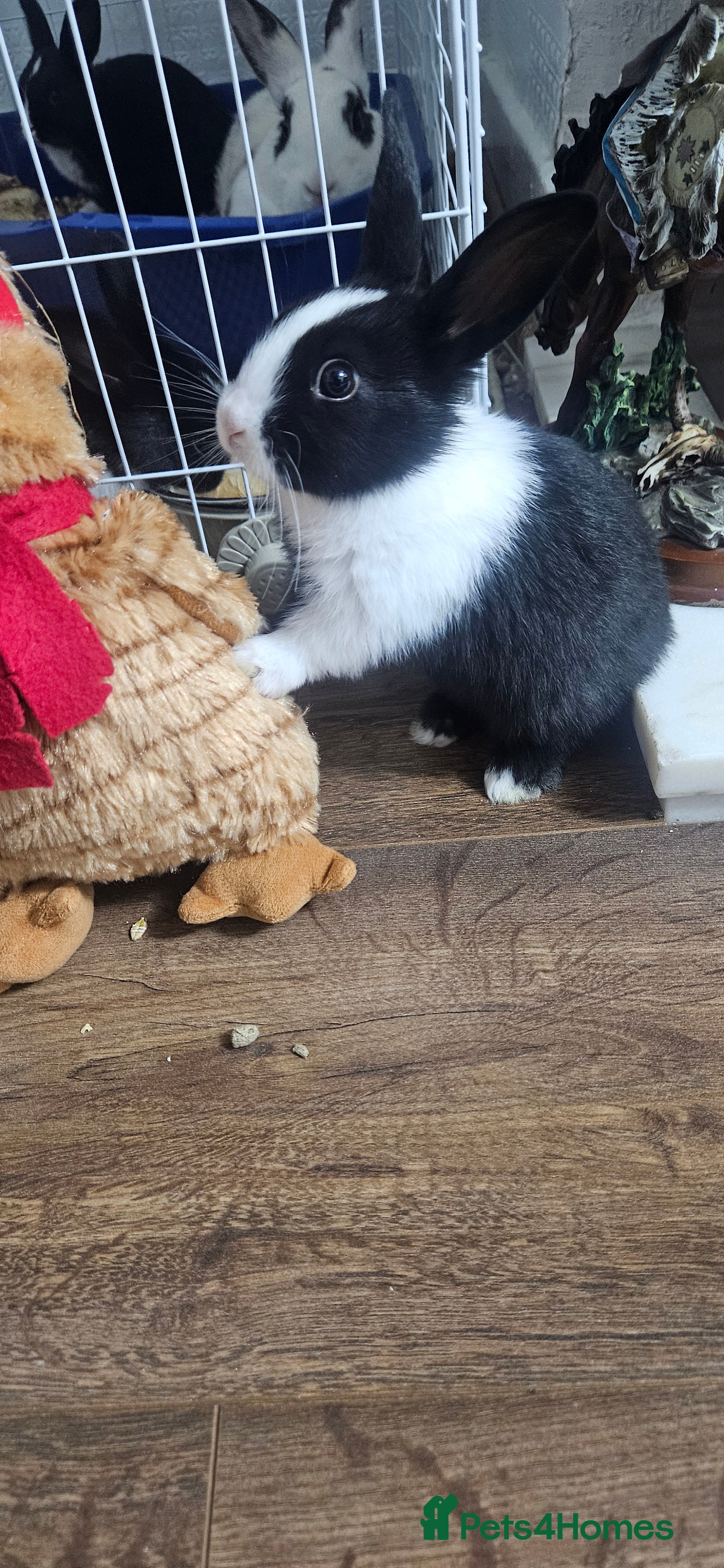 Mixed Breed rabbits They are all boys  😊 - Advert 3